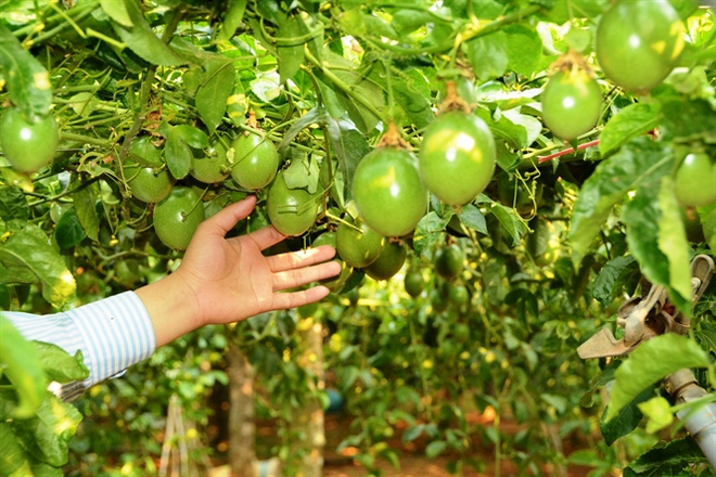 Đổ nghìn tỉ trồng cây ăn trái, các “ông lớn” đang toan tính gì? hình ảnh 3 do nghin ti trong cay an trai, cac “ong lon” dang toan tinh gi? hinh anh 3